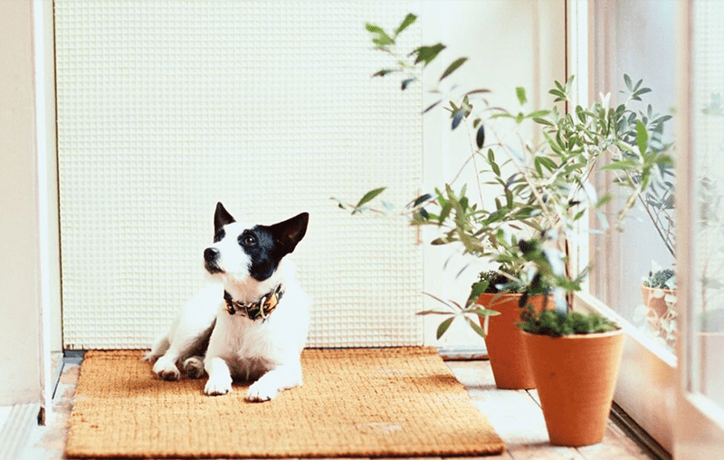 A dog sitting on the floor next to a plant.